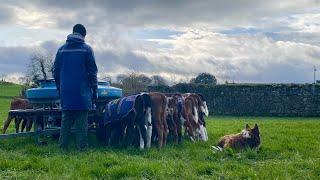 Irish Dairy Farm: DAY IN THE LIFE