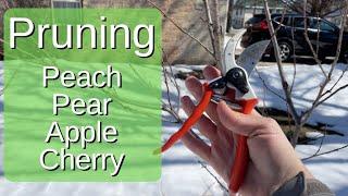 Tips for Pruning Peach, Pear, Apple, & Cherry Trees