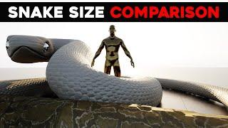 Titanoboa vs All The Snakes (Size Comparison)