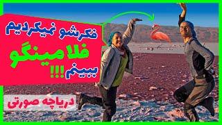 Pink lake and Migratory Flamingos  | E62 | دریاچه صورتی مهارلو و فلامینگو های مهاجر