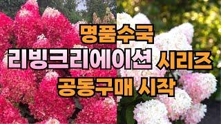 명품수국 리빙크리에이션 시리즈를 저렴하게 구입 할 기회!!