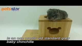 Pets Star Standard Grey Baby Chinchilla