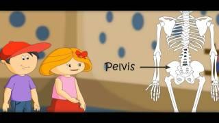 The Skeletal System , Skeleton Dance -How Body Works-with Quiz on Bones