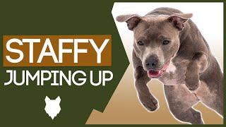 STAFFORDSHIRE BULL TERRIER TRAINING! How To Stop Your Staffy From Jumping Up!