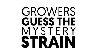 Grow-Off teams guess the mystery strain!