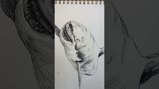 如何快速画鲨鱼（绘画，钢笔手绘）How to quickly draw sharks (drawing, pen drawing)