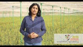 International Year of Pulses 2016 (Insights from Dr Anupama, Hingane, ICRISAT)