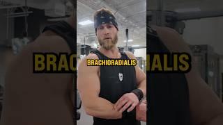 What Muscle Do Hammer Curls Work? | Dr. Kaleb Redden