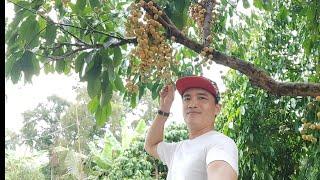 #52 Thử Thách Ăn Hết Vườn Dâu | Thầy Thật Vlog