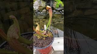 Sarracenia Dixie Lace