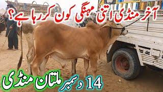 Multan Cow Mandi Fresh Today Video | Sahiwal Cholistani Bachre | Chand TV Punjab Farming