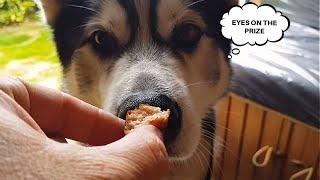 Thus Husky's Love For Food Is Hilarious!