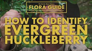 Evergreen Huckleberry - How to Identify Them! || Nerdy About Nature Flora Guide