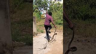 #Indian #Rat snake Rescue non venomous
