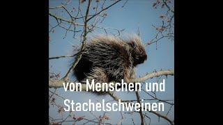 Von Menschen und Stachelschweinen