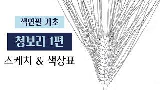 색연필기초/청보리 1편/ 스케치 & 색상표/ 보태니컬아트 기초/ Botanical art