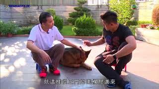 東張西望犬學堂出租狗訪問