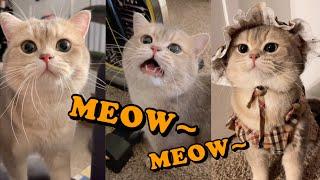 Cute Cat Cash's meow talk COMPILATION 01 | meow__cash