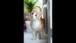 meow video collection 2 animals gallery videos