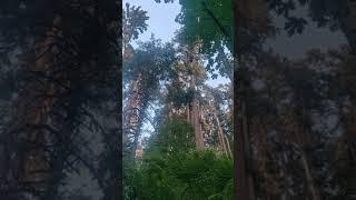 Whispering Pine Trees Corvallis Forest Oregon