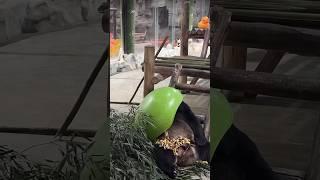 🪖#fyp #viral_video #panda #funnyvideos #cute #pandalover #pandas #lingyan #cutepanda #funnypanda