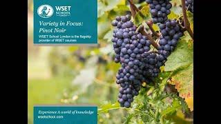 Variety in Focus: Pinot Noir – with Julia Lambeth DipWSET