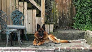 Dad German Shepherd helps mom German Shepherd with the new litter