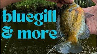 " Catching lots of Bluegill and more "