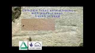 Rocks and fossils