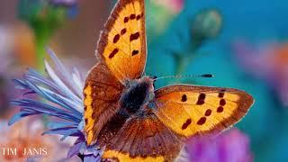 12 Hours  of Beautiful Relaxing Music, Peaceful  Instrumental Music "Butterfly Garden"" by Tim Janis