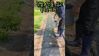 텃밭에 작물심고 물주는 요령
