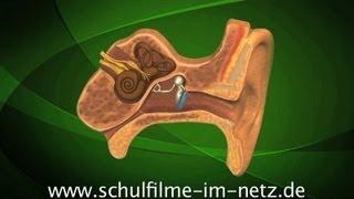 Das Ohr - Schulfilm Biologie