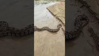 "Huge python on river bank! Incredible sight | Watch video" #snake #animallife #snakeresque