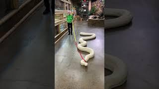 20ft Snake Vs. Granny | Ross Smith