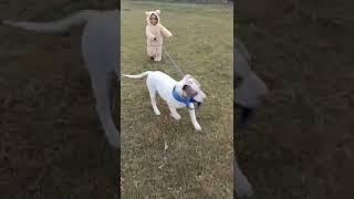 baby bear vs pitbull