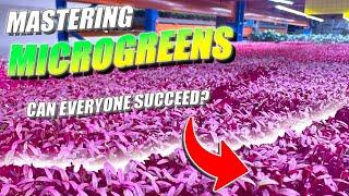 Can Everyone Succeed Growing Microgreens?