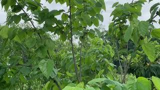 Mulberry Trees Unusual Spring...central Florida zone 9b 4/2/24