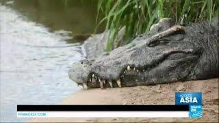 Thailand: inside a crocodile "megafarm"