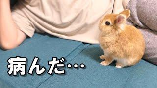 病んだ飼い主への寄り添い方が尊すぎるウサギ