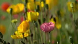 El paso de la Vida flores Rosa(Fondo de pantalla)