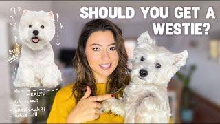 Westie or Not? | Life Span, Size, Health | Breed Characteristics