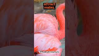 The Remarkable Display of The Flamingo | The Wild Animal Facts