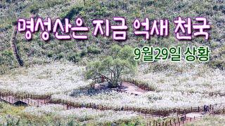 억새 천국 포천 명성산/9월29일 현재 상황입니다#포천명성산억새  #명성산억새 #억새명소