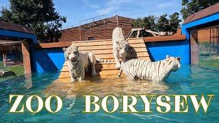 ZOO Borysew