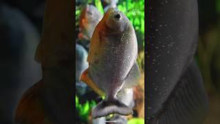 Are Piranhas Really Dangerous? The Truth About This Fierce Fish | #shorts