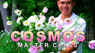 How to Grow Cosmos from Seed to Bouquet, Cut Flower Garden