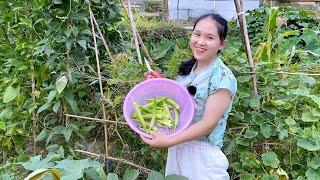 The weather is too hot, I don't pick vegetables for two days, the vegetables are old