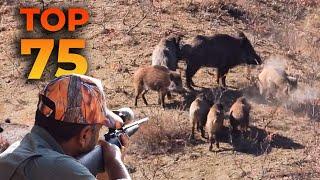 TOP 75 WILD BOAR HUNTS - EN İYİ 75 DOMUZ AVI - CHASSE AU SANGLIER