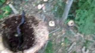 Snake charming in a tree, Adam from Out on a Limb Tree Service finds one up a tree... Great fun!