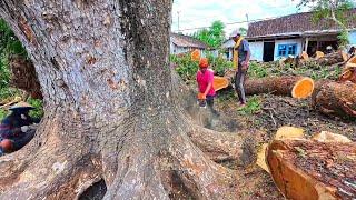 Giant Rain Tree